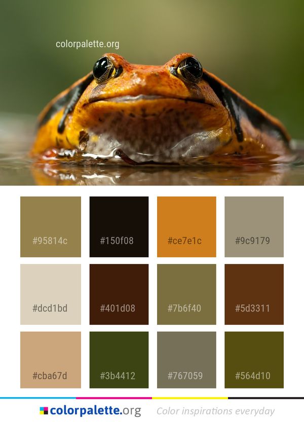 Toad Ranidae Frog Color Palette