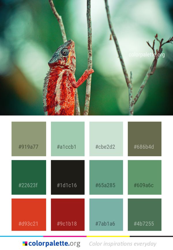 Chameleon Close Up Macro Photography Color Palette