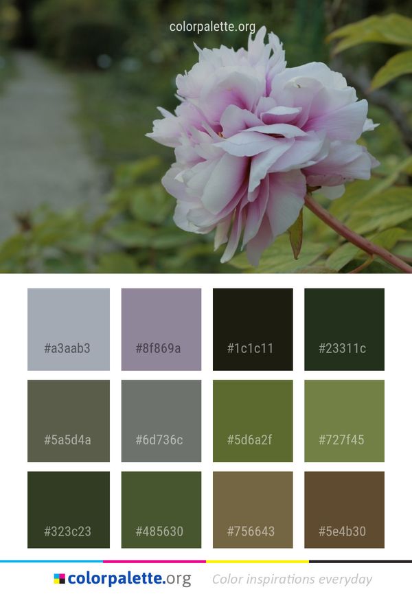 Flower Plant Flora Color Palette