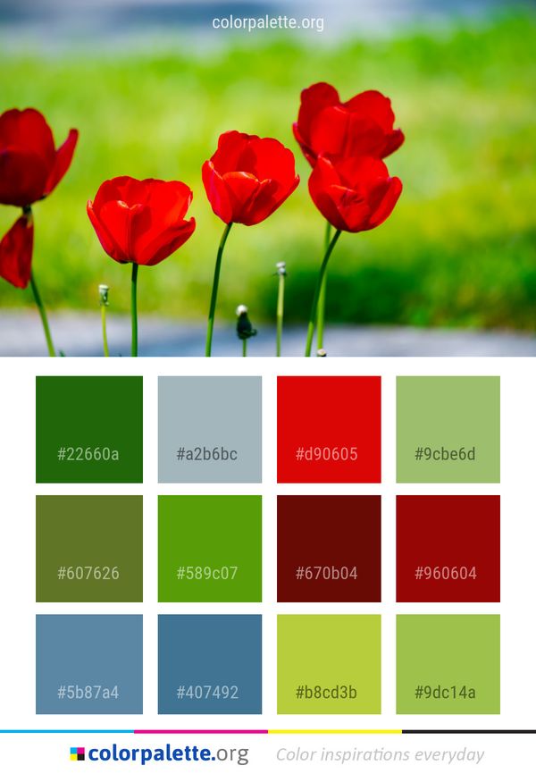 Flower Red Wildflower Color Palette