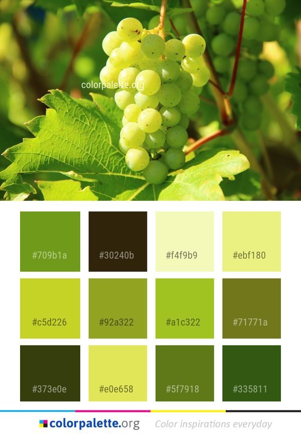 Grape Grapevine Family Fruit Color Palette