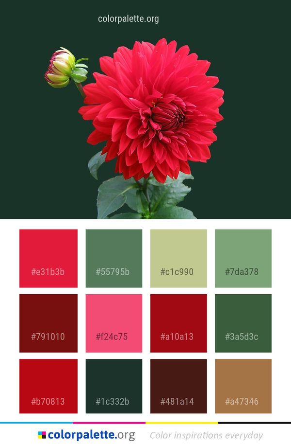 Flower Flowering Plant Dahlia Color Palette