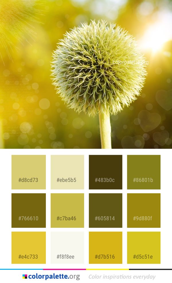 Flower Yellow Flora Color Palette