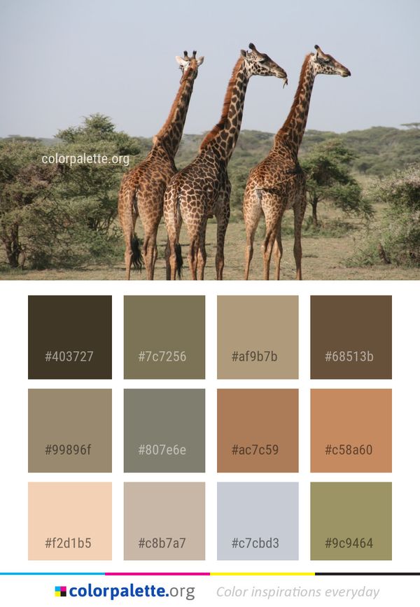 Giraffe Terrestrial Animal Wildlife Color Palette
