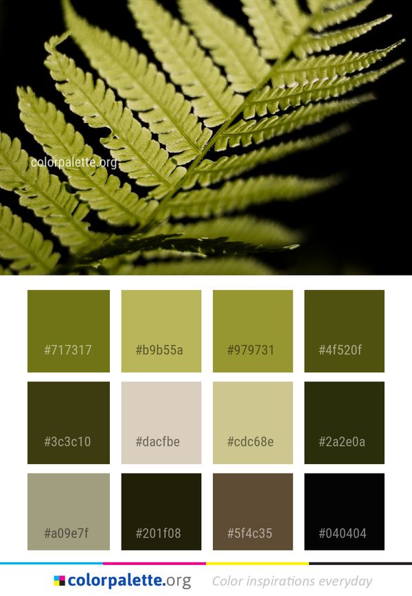 Plant Vegetation Ferns And Horsetails Color Palette