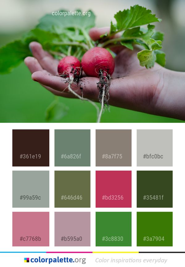 Radish Natural Foods Local Food Color Palette