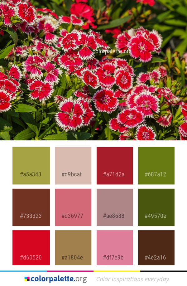 Flower Plant Flowering Color Palette