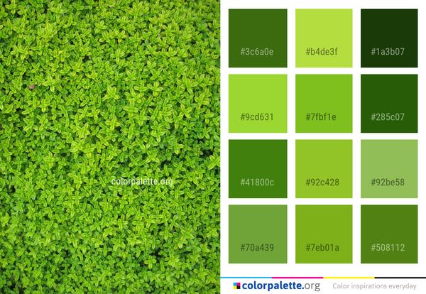 Green Grass Vegetation Color Palette