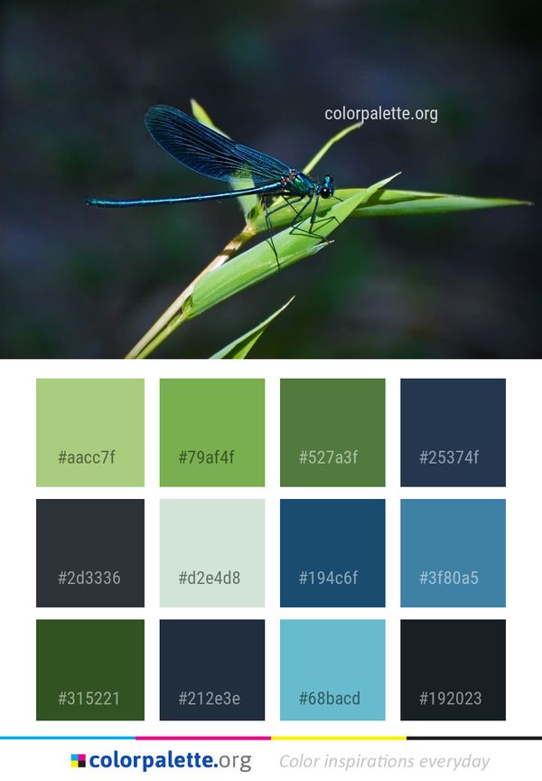 Insect Dragonfly Dragonflies And Damseflies Color Palette