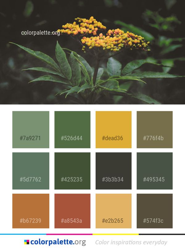 Plant Flora Flower Color Palette