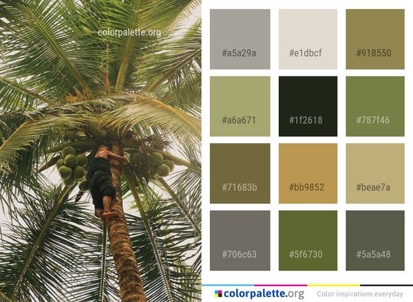Tree Arecales Palm Color Palette