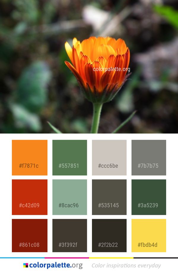 Flower Flora Plant Color Palette
