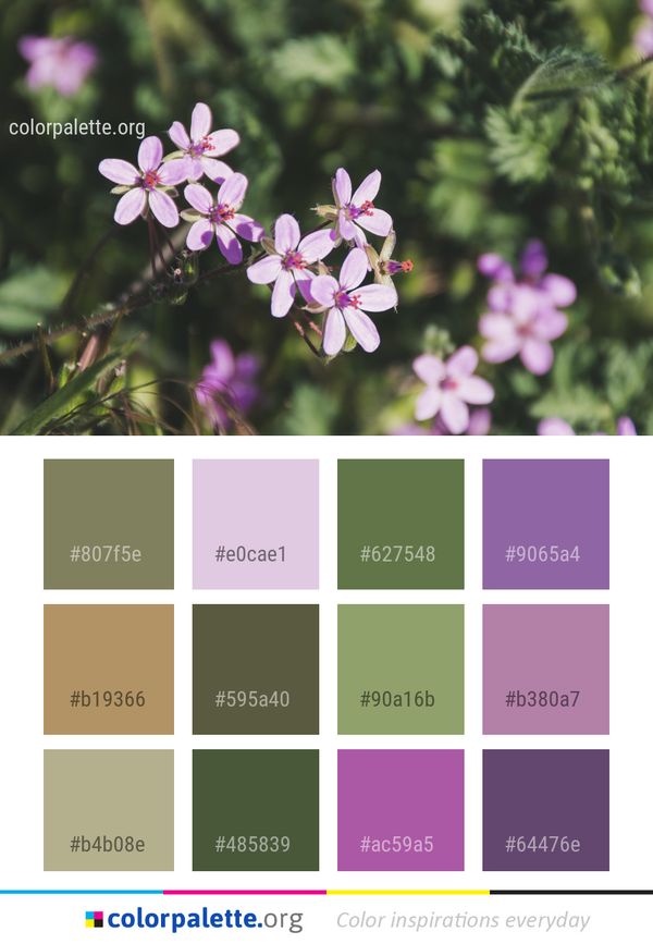 Flower Flora Plant Color Palette