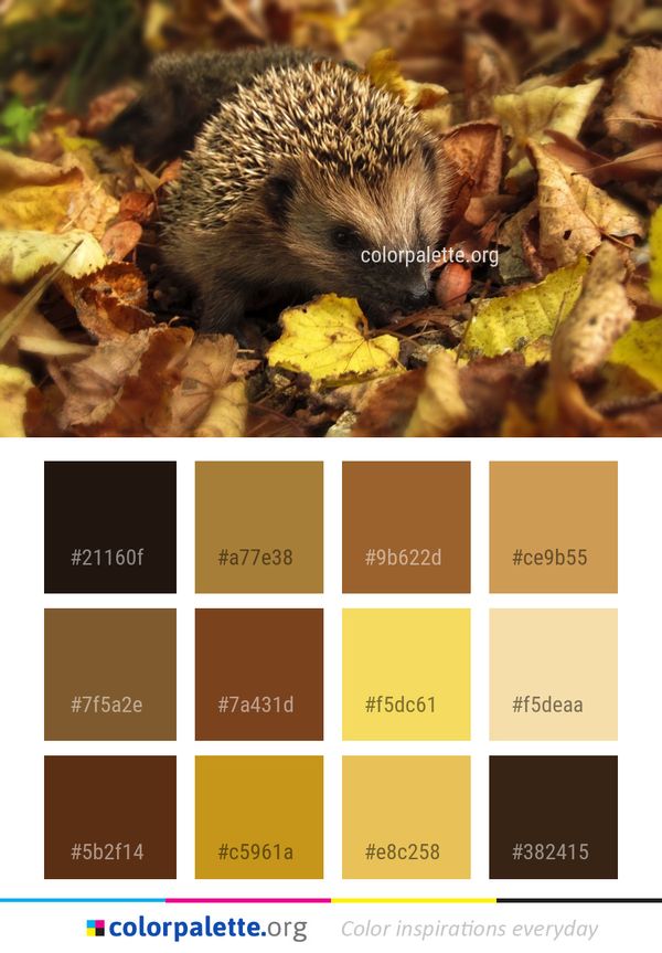 Hedgehog Erinaceidae Domesticated Color Palette