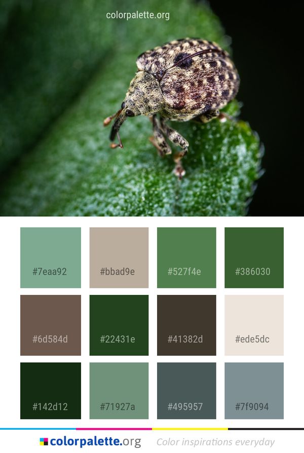 Insect Fauna Weevil Color Palette