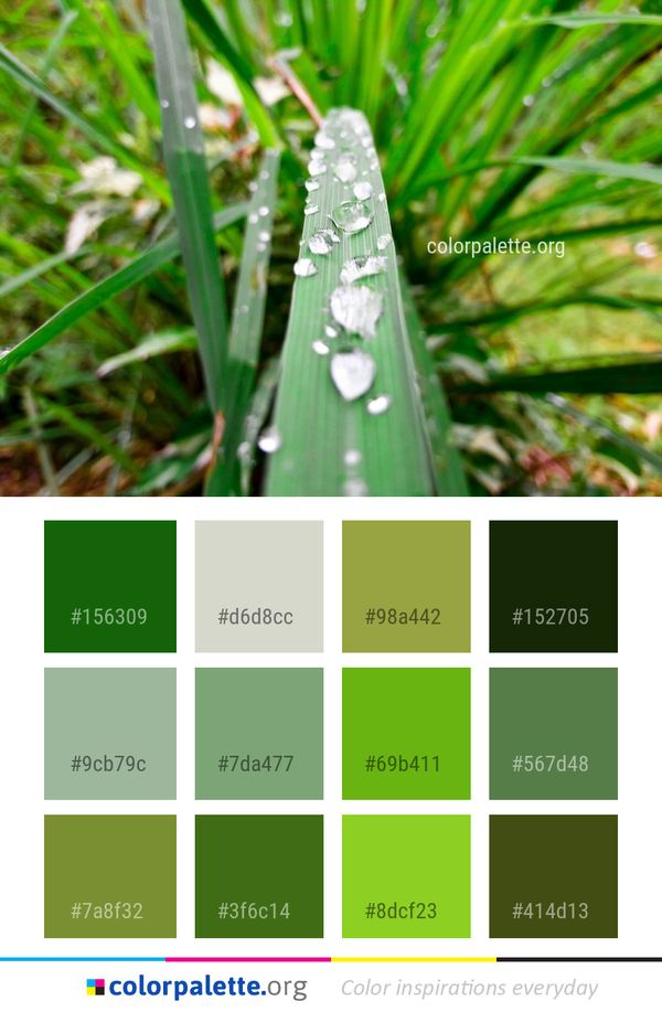 Plant Water Leaf Color Palette