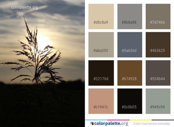Sky Tree Sunset Color Palette