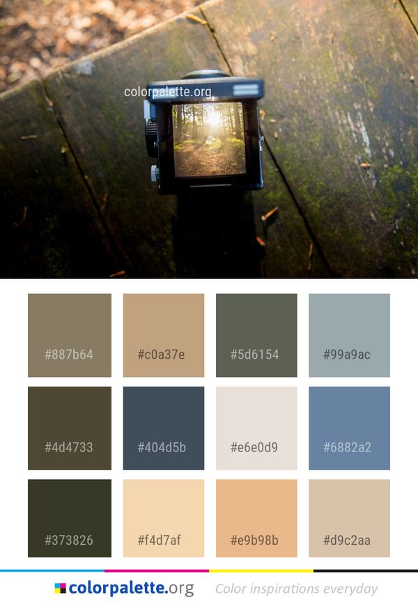 Tree Sunlight Darkness Color Palette