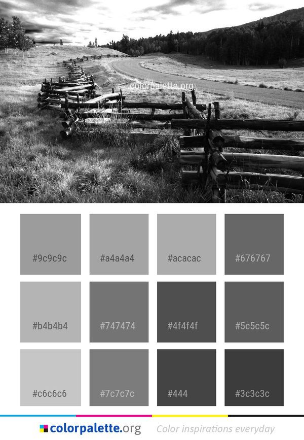 Black And White Monochrome Photography Tree Color Palette