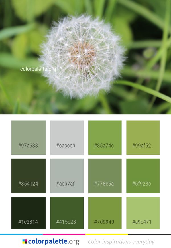 Flower Dandelion Flora Color Palette