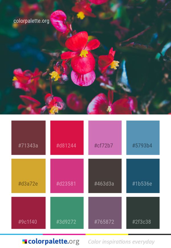 Flower Red Flora Color Palette