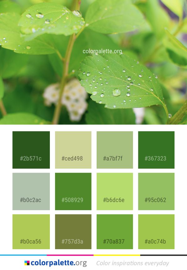 Water Green Leaf Color Palette