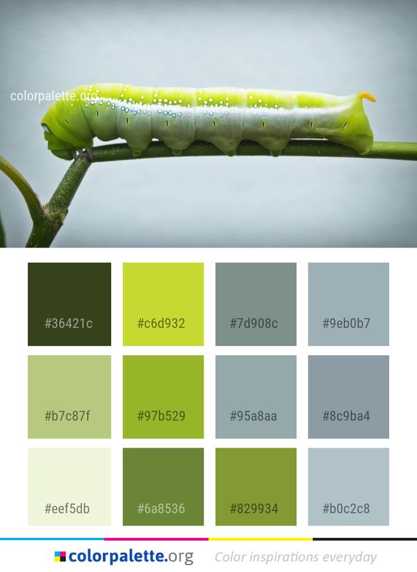 Caterpillar Larva Insect Color Palette
