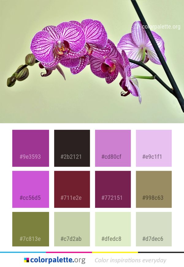 Flower Flowering Plant Flora Color Palette