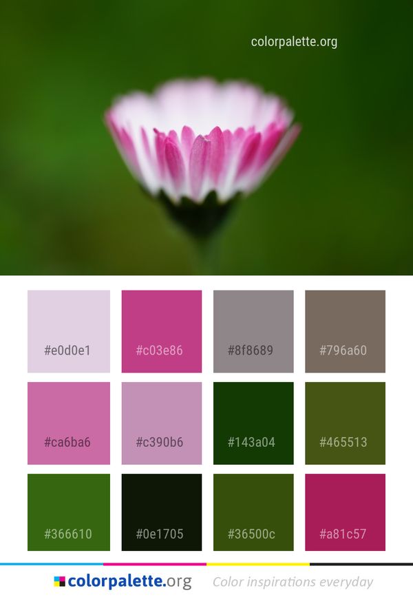 Flower Nature Flora Color Palette