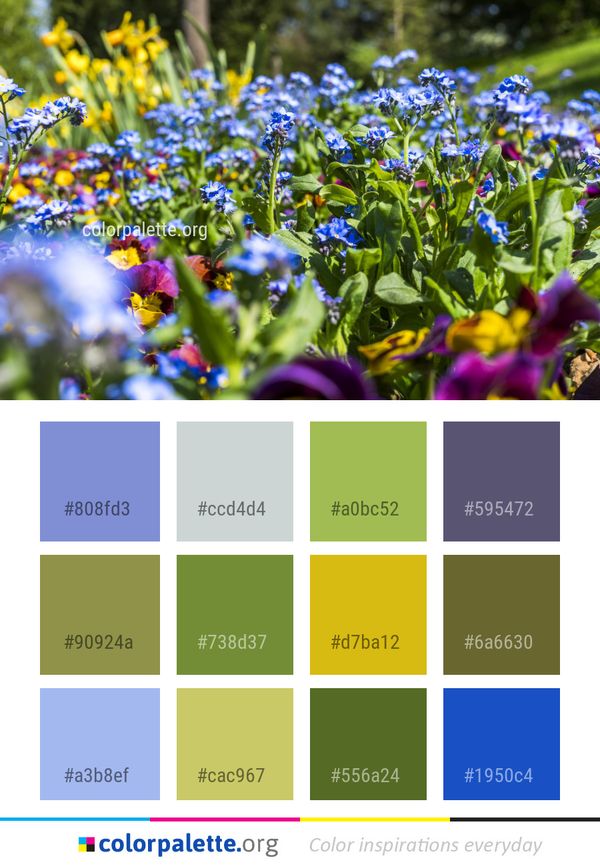 Flower Plant Flora Color Palette