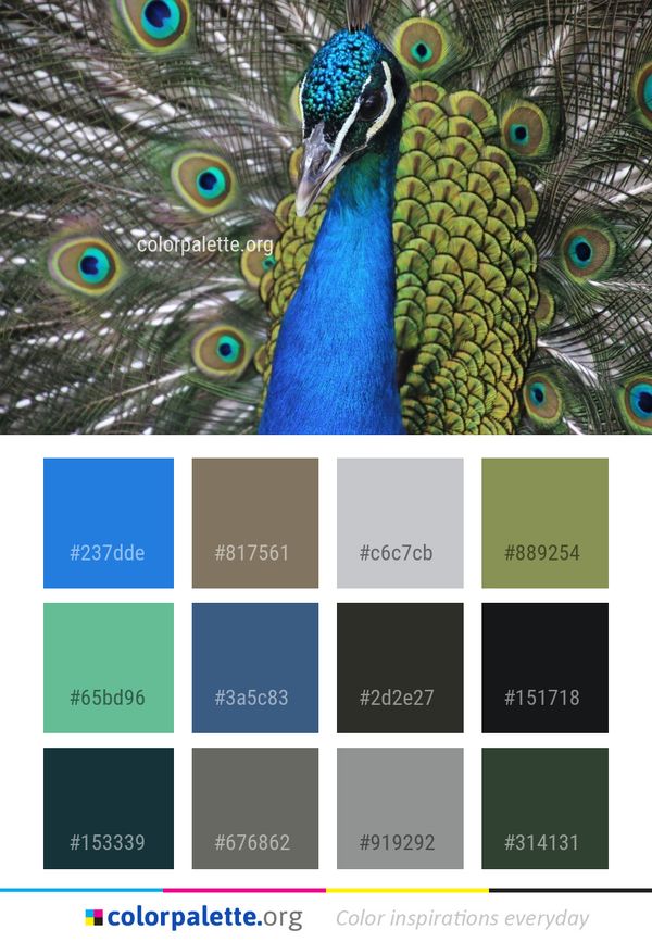 Peafowl Fauna Feather Color Palette