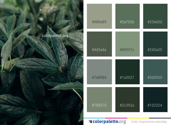 Plant Leaf Herb Color Palette