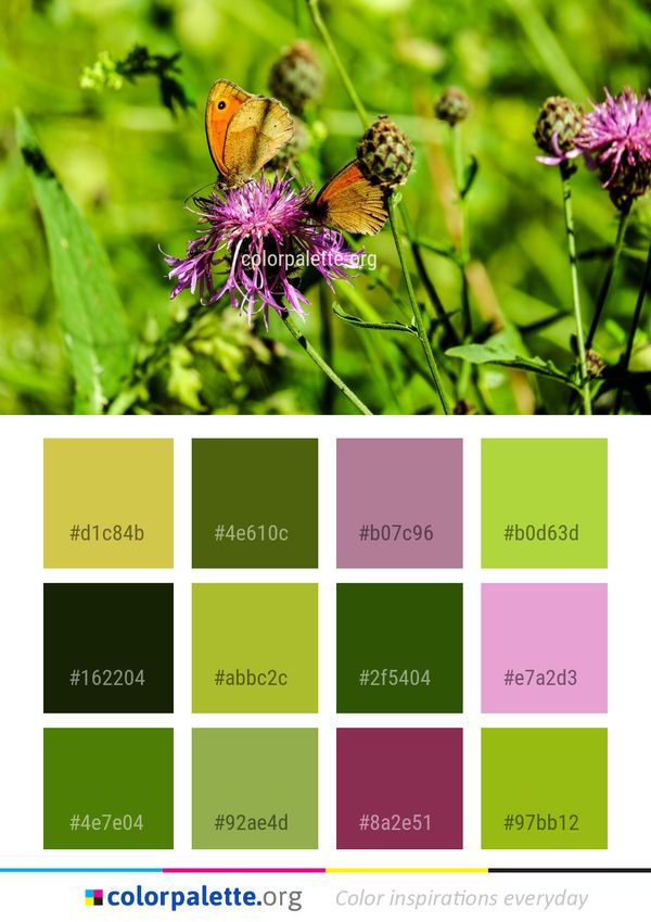 Butterfly Flower Brush Footed Color Palette