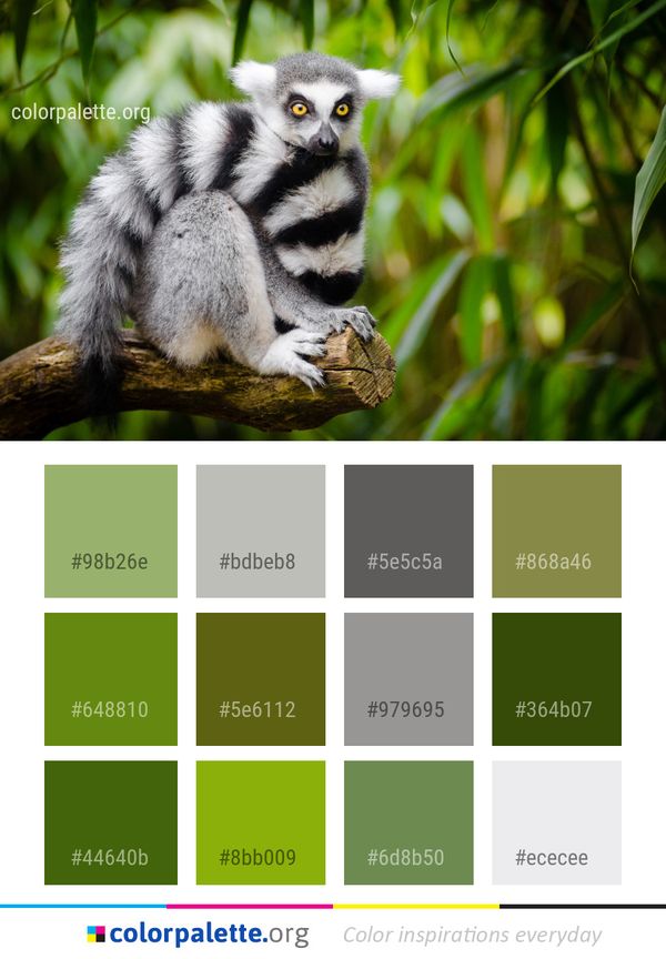 Fauna Lemur Mammal Color Palette