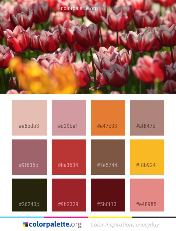 Flower Plant Flowering Color Palette