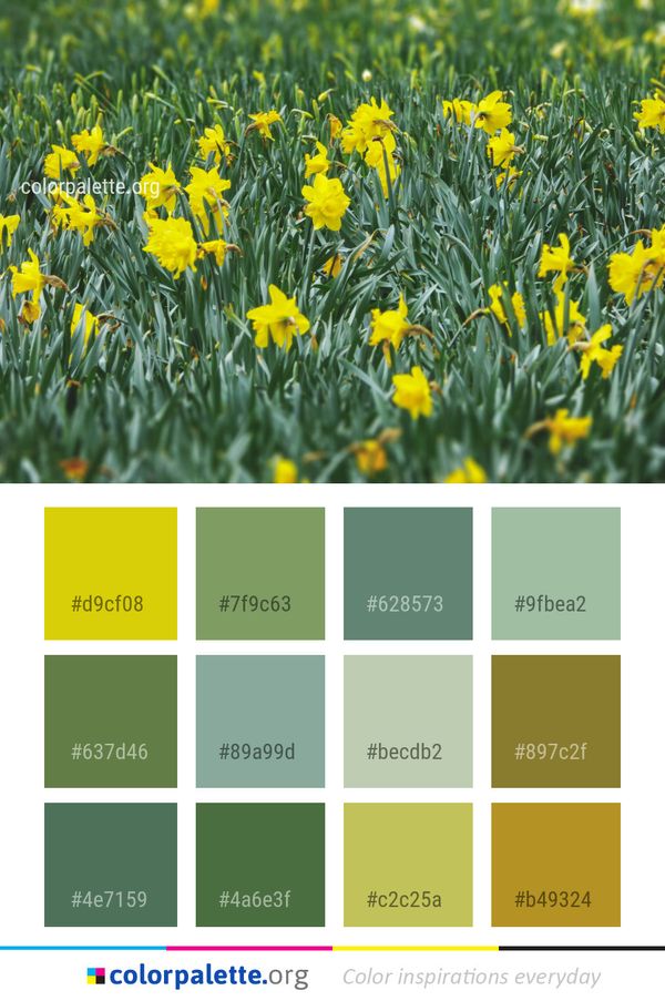Flower Yellow Plant Color Palette