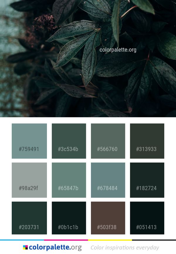 Leaf Plant Flora Color Palette