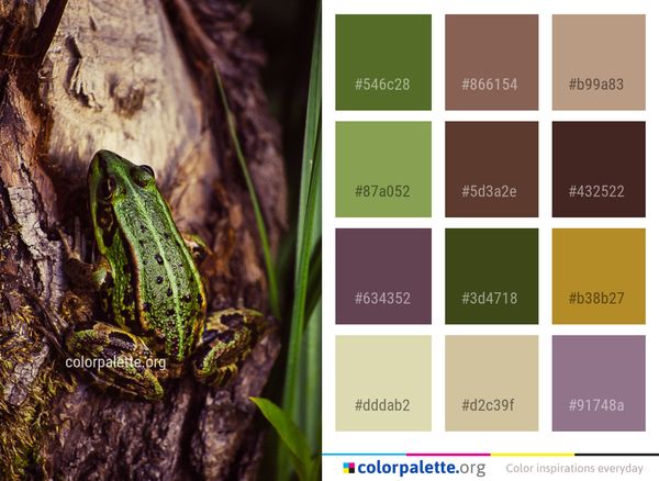 Amphibian Frog Ranidae Color Palette