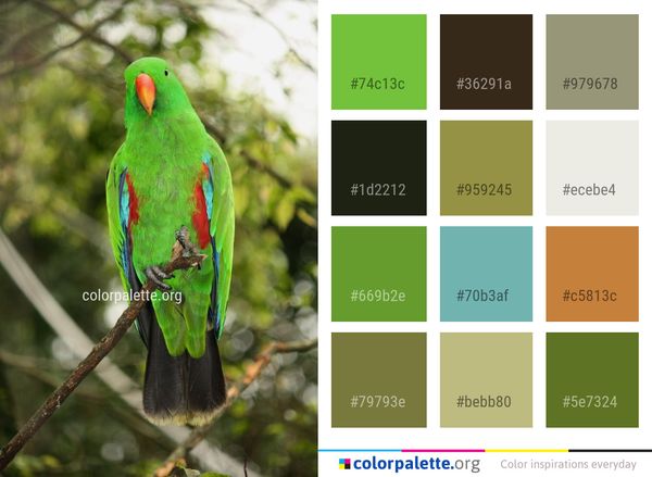 Bird Parrot Parakeet Color Palette