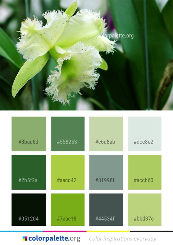 Flower Plant Flora Color Palette