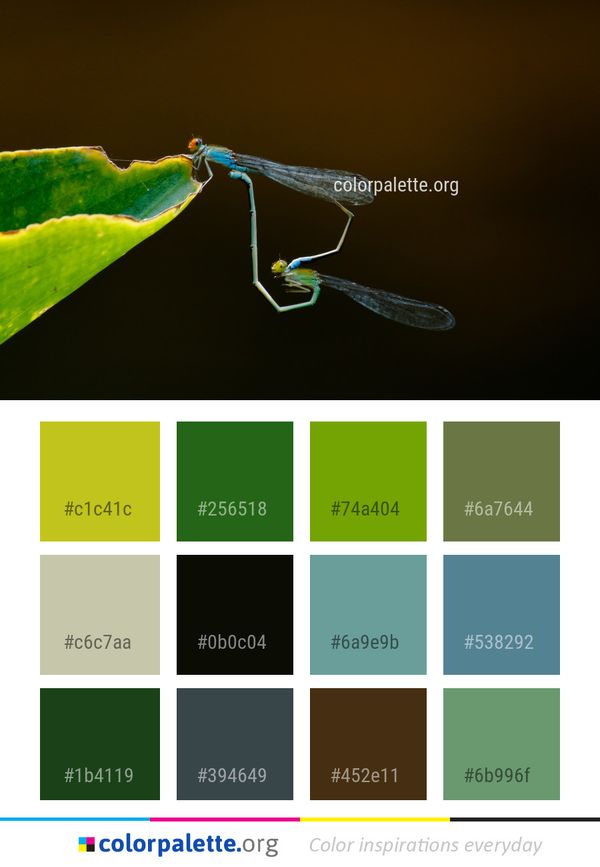 Insect Damselfly Macro Photography Color Palette