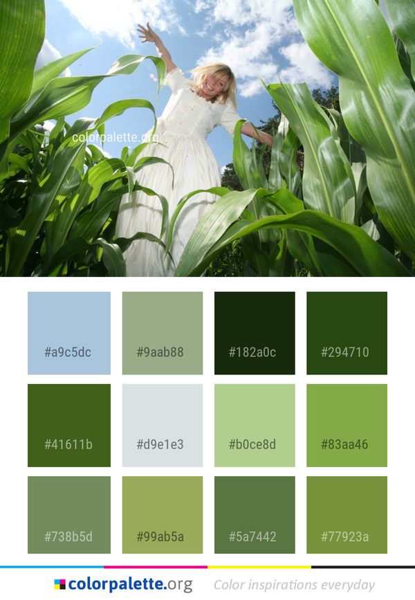 Plant Grass Field Color Palette