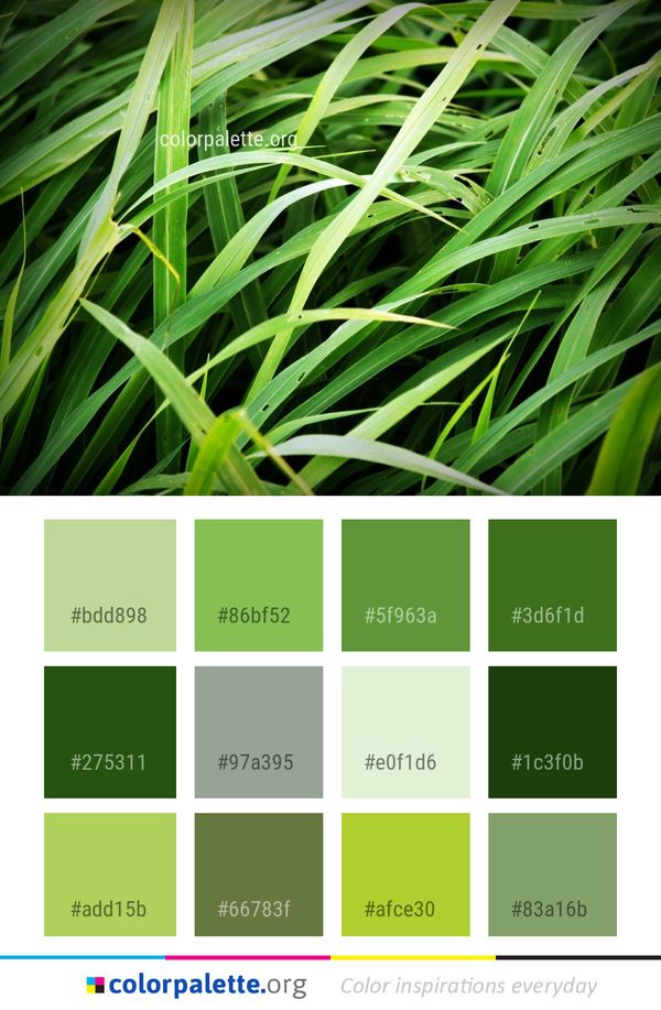 Plant Grass Leaf Color Palette