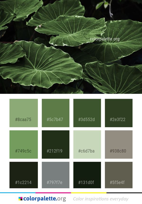Plant Leaf Xanthosoma Color Palette