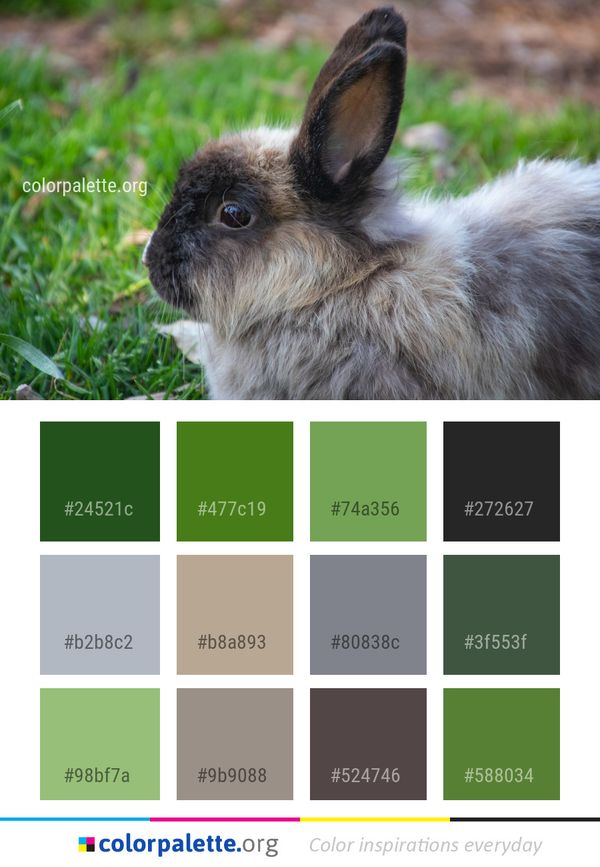 Rabbit Domestic Fauna Color Palette