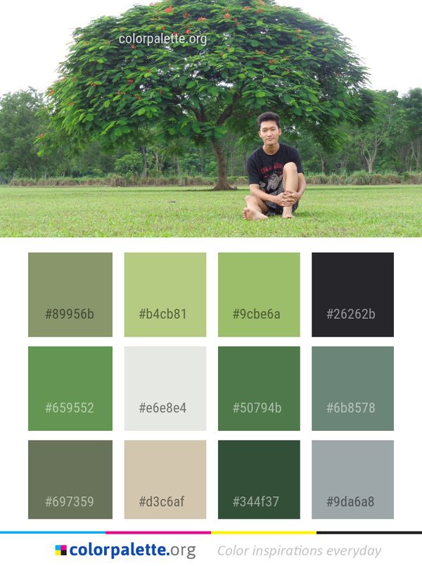 Tree Plant Woody Color Palette