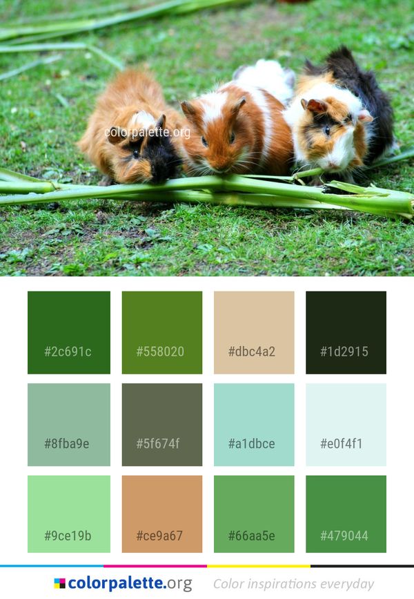 Fauna Guinea Pig Grass Color Palette