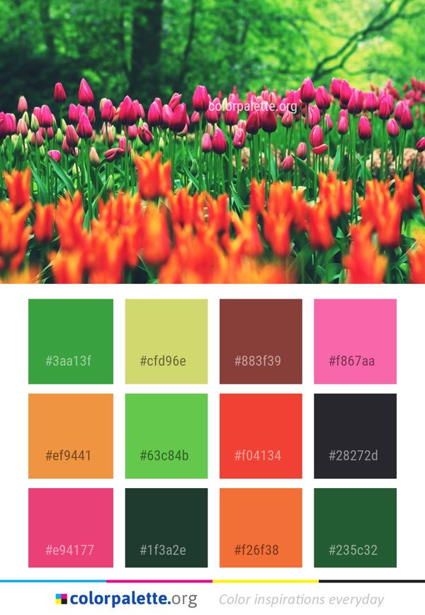 Flower Plant Flowering Color Palette
