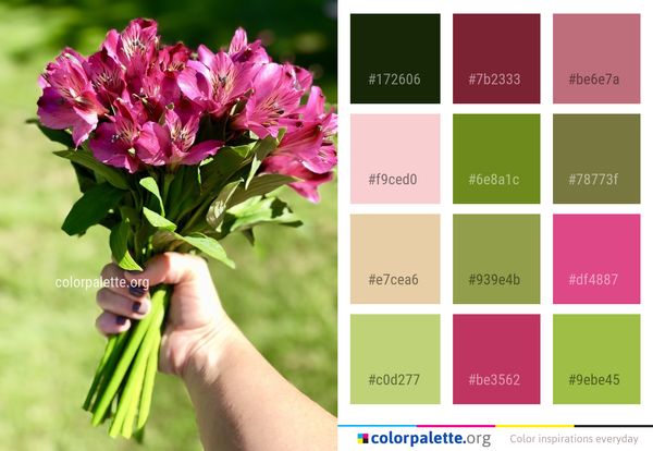 Flower Plant Peruvian Lily Color Palette
