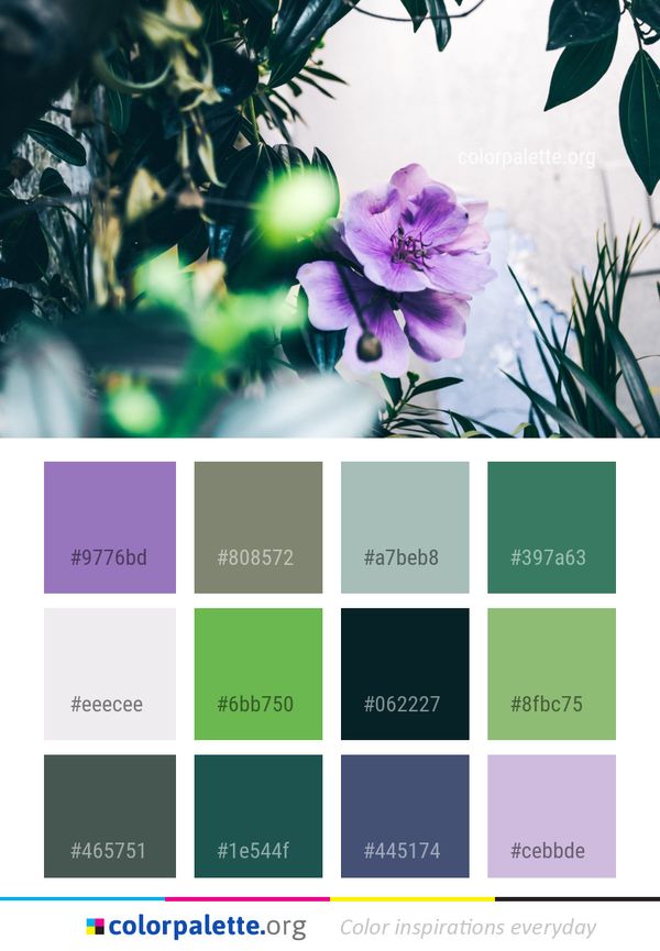 Flower Purple Plant Color Palette